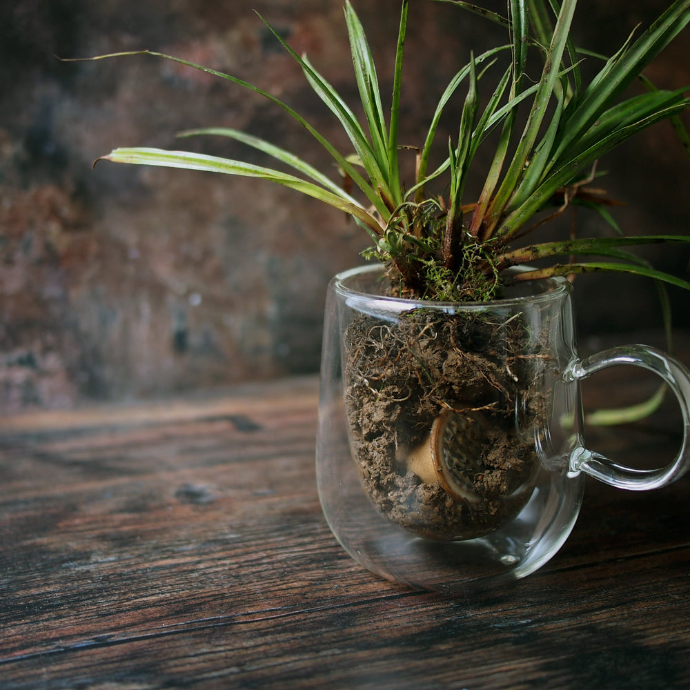 Home Composting For Beginners