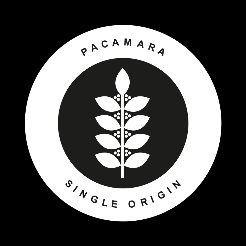 Pacamara